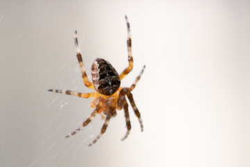 Spider