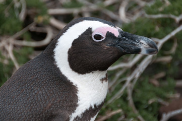 Naklejka premium African penguin closeup portrait