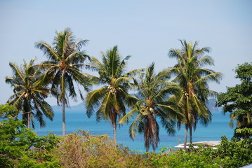 View of palm trees and clear blue sea, Thailand