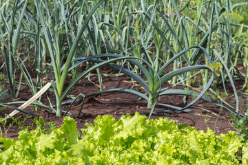 leeks in the garden