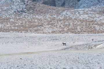 雪原にたたずむ馬