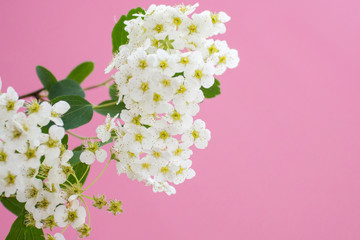Small white spiraea flowers on the pink background. Copy space