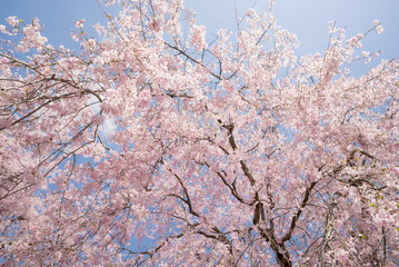 枝垂れ桜