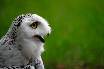 Female snowy owl