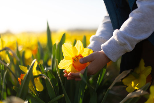 Fototapeta Closeup of a child hand holding big yellow daffodil in a flower field. Spring concept