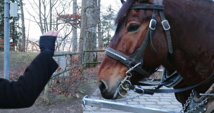 Cariage horses resting. girl wanting to caress cariage horse