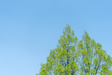 青空と緑の樹冠