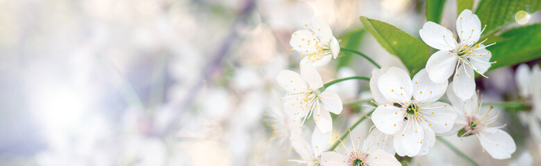 Fototapeta premium Blooming cherry branch in the spring garden at the wedding ceremony.
