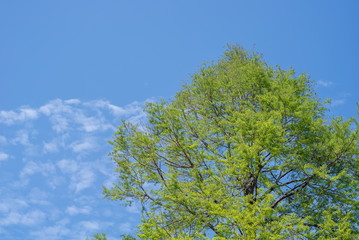 青空と緑の樹冠