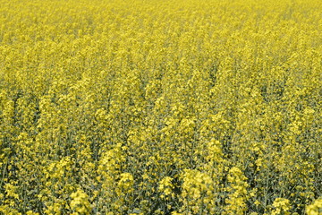 Obraz premium Rapeseed field. Background of rape blossoms. Flowering rape on the field