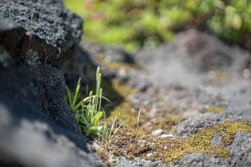 岩の上に根をはる雑草