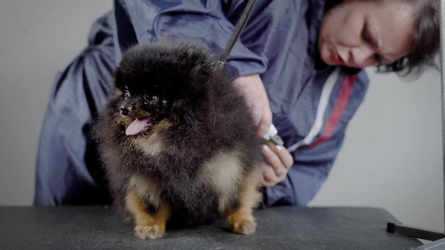 woman veterinarian is cutting claws on a rear paws of cute small spitz, placed on a black table in grooming room