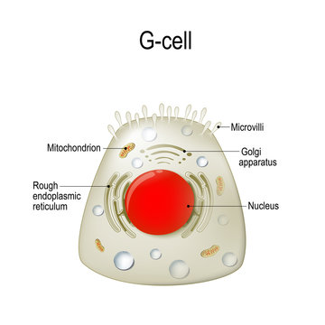 Anatomy of a G-cell. gastrin
