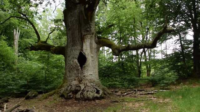 Urwald an der Sababurg
