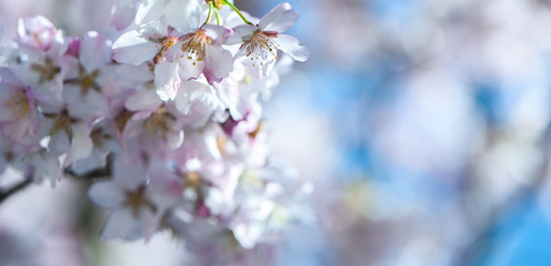 Obraz premium Floral spring gentle background, blooming cherry sakura branches in blue and pink tones. Space for text