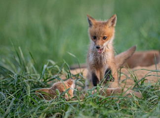 Red Fox Kit 