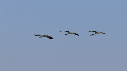 Birds in flight detail from Pantanal, Brazil