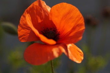 Fototapeta premium Mohnblume