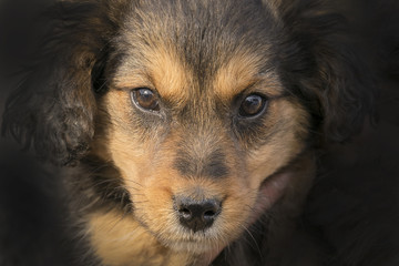 Nice black and brown puppy looking at camera