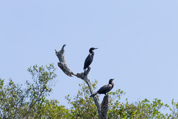 Neotropic cormorant on the nature in Pantanal, Brazil