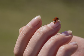 Nice ladybug sitting on woman finger