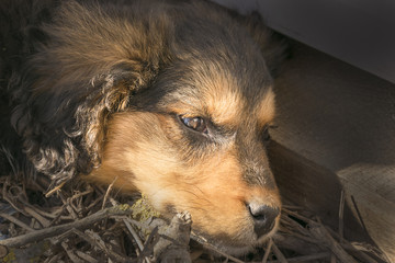 Beautiful sad puppy lying outside