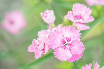ピンクのナデシコ