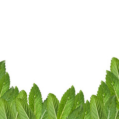 Pattern of mint leaves. Fresh mint with drops of water.