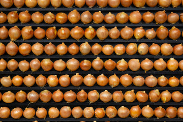 Onion peeled. Background of the shelves with a bow.