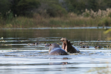 Fototapeta premium Hippopotamus on a river, South Africa