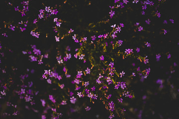 Fototapeta na wymiar Mini Flowers