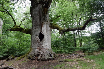 Urwald an der Sababurg