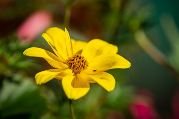 Yellow flower on a blurred green background