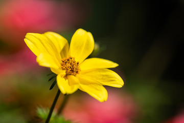 Yellow flower bathing under the sun