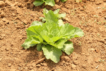 Agriculture, field, Brazil
