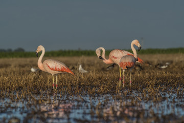 Flamingos, Patagonia Argentina