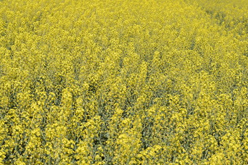 Rapeseed field. Background of rape blossoms. Flowering rape on the field