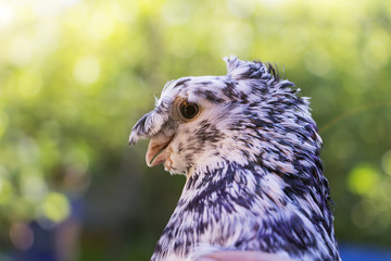English Fantail pigeon closeup, the background is blurred.