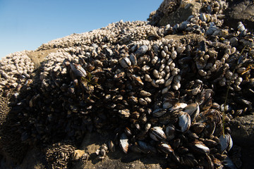 Closeup of mussels growing on rock at the beach