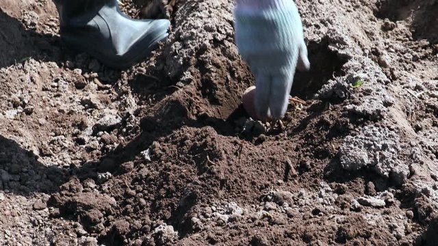 Spring planting potatoes in the garden with hands and shovel, no technic