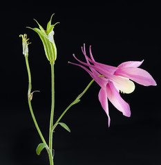 fiore di aquilegia