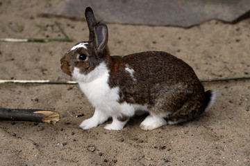 Domestic pygmy rabbit © veroja