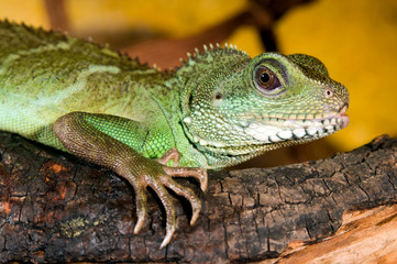 Grüne Wasseragame im Terrarium