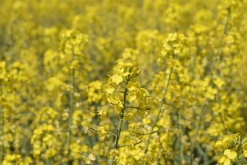 Obraz premium Rapeseed field. Background of rape blossoms. Flowering rape on the field