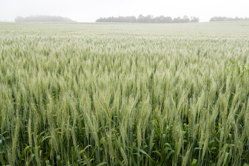 wheat field foggy morning