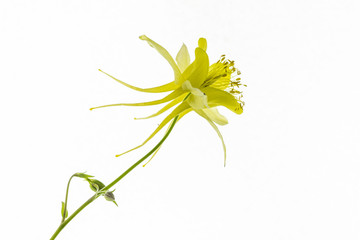 singolo fiore di aquilegia