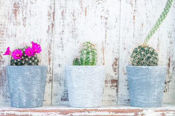 Tiny Cacti in the Pots on Light Background