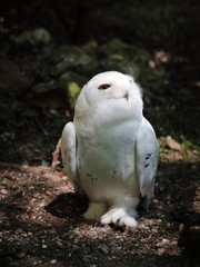 Chouette Harfang des neiges