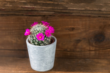 Tiny Cactus with Magenta Blooming Flowers in the Pot
