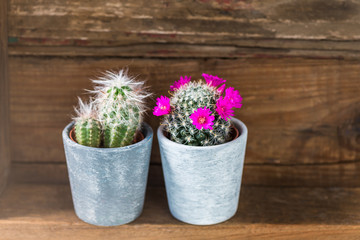 Tiny Cacti in the Pots on Dark Wooden Background